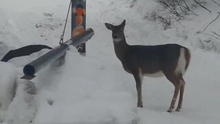 Deer in Glacier National Park