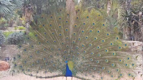 Dancing peacock ( open feature)