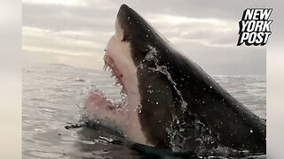 Great white shark dubbed 'Big Girl' flashes her huge jaws