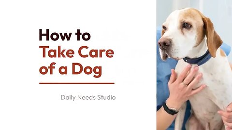 How to Take Care of a Dog - Daily Needs Studio