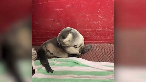 Baby Fur Seal Trying Not To Fall Asleep May Be The Cutest Thing Ever