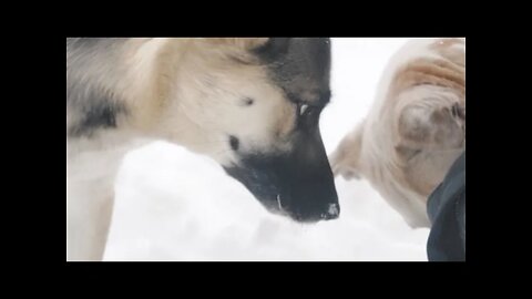 Snow Playing With Shepsky & Mutt