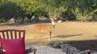 Wild Male Deer Sneaks Into Backyard To Court Rescue Female Deer