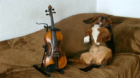 Relaxed Basset rests on a blanket.