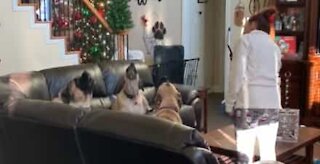 Cães cantam "parabéns" por chat de vídeo