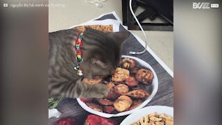 Gatto goloso scambia una tovaglietta per una dose di cibo