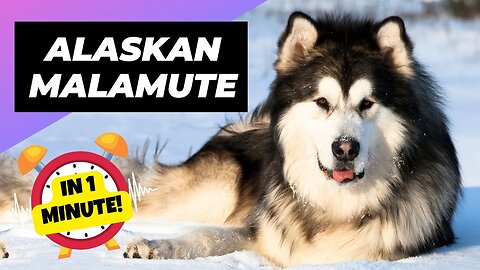 Alaskan Malamute - In 1 Minute! 🐶 The Fluffiest Snow Dog You'll Ever Meet | 1 Minute Animals
