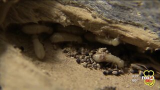 Dry wood Termites swarming across Southwest Florida could cost thousands of dollars in damage