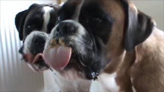 Boxer dogs eating peanut butter