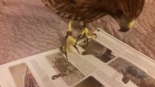 Hawk tries to hunt animals printed on magazine