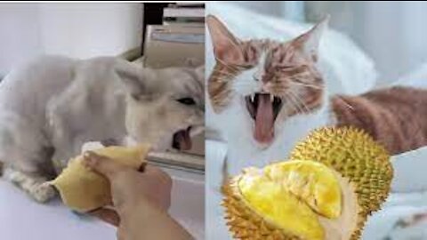 Cats reaction to smelly Durian fruit. REALLY FUNNY!