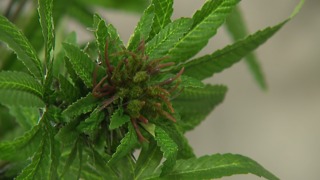 Local medical marijuana companies struggling to find banks