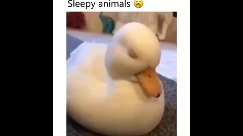 Cute duck 🦆 🥰🥰