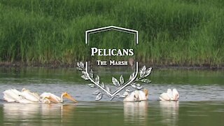 Pelicans trailer
