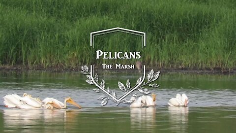 Pelicans trailer
