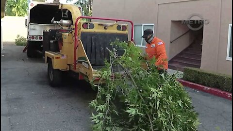 TMN | 1ST AMENDMENT AUDIT - Tony's Tree Service