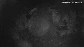 Wild dog caught on security camera