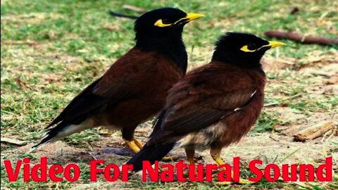 Birds Names And Sounds ||অনেক সুন্দর সুর ||Video For Natural Sound @sojibbdonline