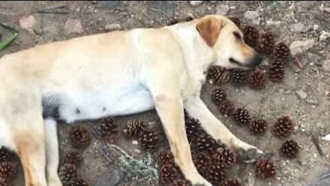 Des propriétaires font le contour de leur chien avec des pommes de pin