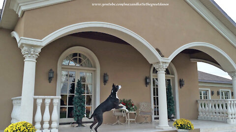 High-energy Great Dane gets teased by brave squirrel