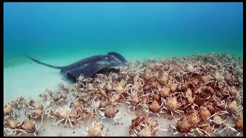 Army of Crabs Protect Spy Robot From Stingray - Spy In The Ocean -