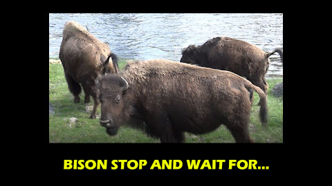 Bison herd stops and waits for a group member to go to the bathroom