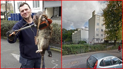 Giant rat found in London