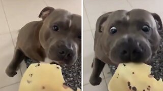 Pit Bull gentle takes a nibble of favorite cheese snack