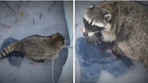 Raccoon Playing in The Children's Pool