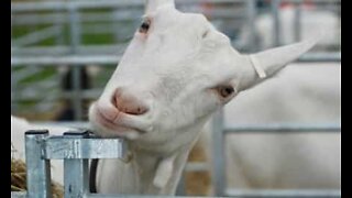 Capra: la specie più divertente del regno animale