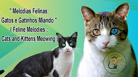 Melodias Felinas Gatos e Gatinhos Miando Feline Melodies Cats and Kittens Meowing