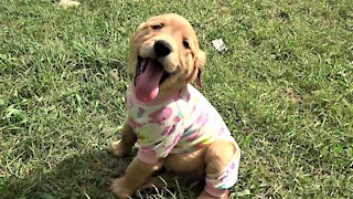 Puppies play adorably at their pajama party celebration