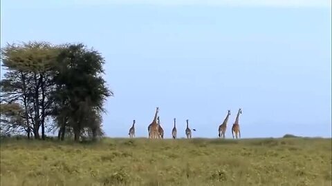 OMG!!! Hero Monkey Fights Hard with Leopards to Rescue Baby Impala