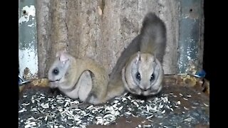 Rocky the flying Squirrel, caught FLYING!