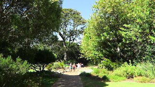 SOUTH AFRICA - Cape Town - Kirstenbosch National Botanical Garden (Video) (vXg)