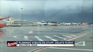 Flamingo struts its stuff, delays flight