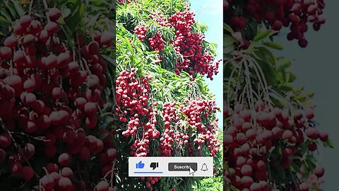 Growing Litchi Fruits #Shorts | Kheti Power