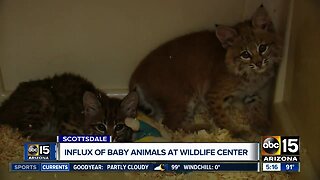 Valley wildlife center seeing influx of baby animals