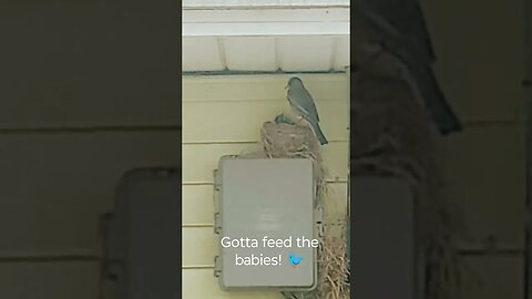 Mama Robin Feeds Her Babies 🐦 Happy Mother's Day! #mothersday #babybirds