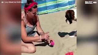 Un chien totalement perturbé par une balle ensevelie