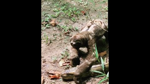 Sloth Crosses Path Of Giant Anaconda