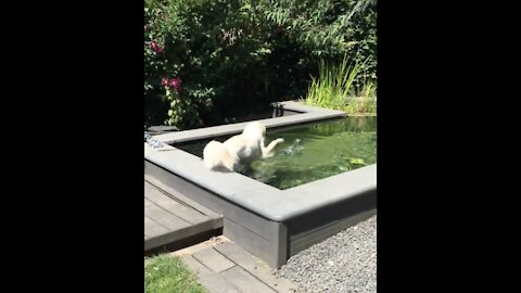 Golden Retriever opens pool season