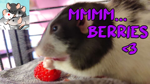 BERRIES Are So DELICIOUS! Rat Remix 1! #113 #subscribe #rats #animals #pets