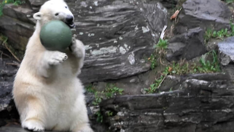 Polar bear cub adorably plays with ball at the zoo