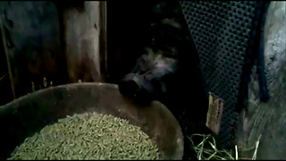 Spoiled Pet Pig Will Only Eat Breakfast In Bed