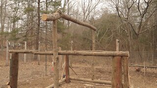 Building a rustic chicken dirt bathhouse part 1