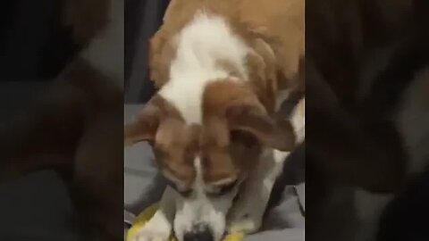 Dog Gos Crazy Over Squeaky Toy