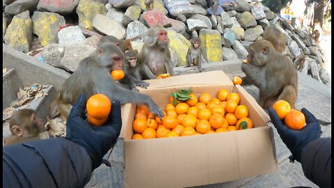 A group of hungry monkeys ate one carat fresh orange in five minutes || feeding hungry monkey