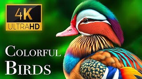 The Most Colorful Birds in 4K - Beautiful Birds Sound in the Forest