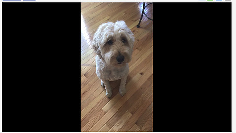 Goldendoodle sneezes on command for treats